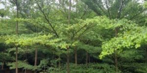 Terminalia Mentaly Plant