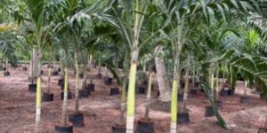 Veitchia Merrillii Green Plants