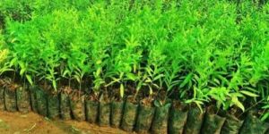 White Sandalwood Plants