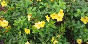 Allamanda Cathartica Plants