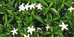 Crape Jasmine Plants
