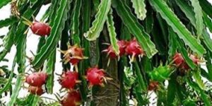 Dragon Fruit Plants