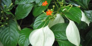 Mussaenda Acuminta Plants