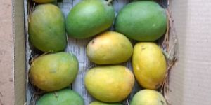 Alphonso Mangoes