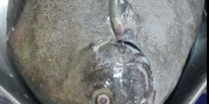 Frozen Basa Fish Fillet