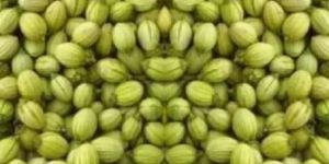 Double Parrot Coriander Seeds