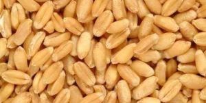 Wheat Seeds