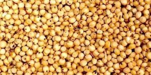 Yellow Sorghum Seeds