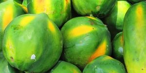 PREMIUM FRESH PAPAYA FRUIT