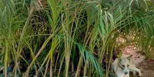 Areca Palm Plants