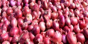 Dry Red Onion