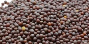 Mustard Seeds
