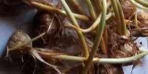 Kashmiri Saffron Bulbs