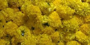 Fresh Marigold Flower