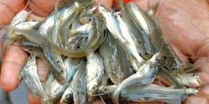 Gulsha Tangra Fish Seed