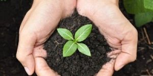 Vermicompost Fertilizer