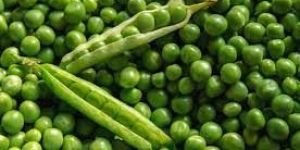 Green Peas Seeds
