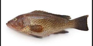 Grouper Fish