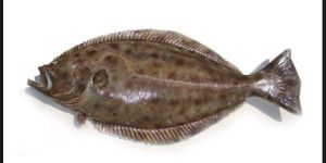 Indian Spiny Turbot Fish