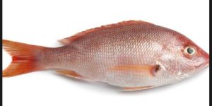 Red Snapper Fish