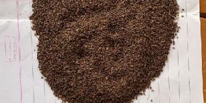 Jute Seed