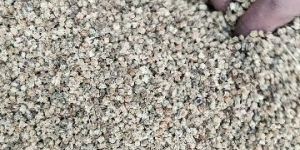 Spinach Seeds