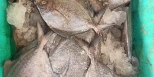 Fresh Black Pomfret Fish