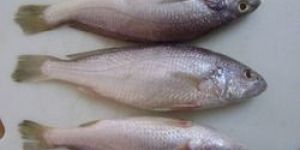 Fresh Silver Croaker Fish