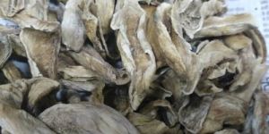 Dried Mango