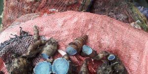 Black Turmeric Finger