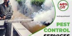 Mosquito Removal Services
