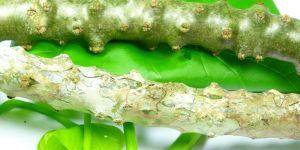 Tinospora Cordifolia