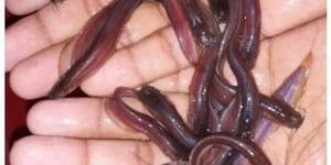 Desi Singi Fish Seed