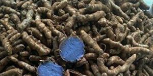 Black Turmeric