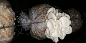Oyster Fresh Mushroom