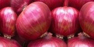 Fresh Red Onion