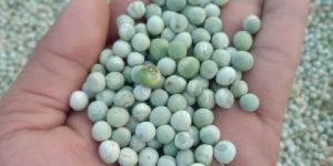 Green Peas Dantewada