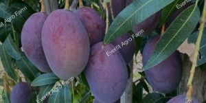 Black Stone Mango Plants