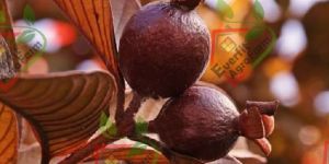 Chinna 3 Litchi Plants
