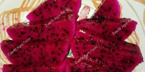 Dragon Fruit Plants