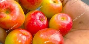 Miss India Apple Ber Plants