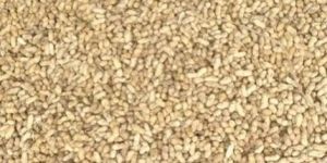 Bold Peanut with Shell