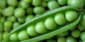 Fresh Green Peas