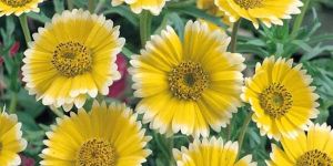 Layia Platyglossa Flower Seeds