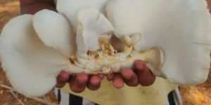 Grey Oyster Mushroom