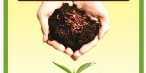 Vermicompost Powder