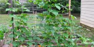 Vegetable Garden Trellis