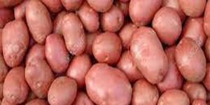 Fresh Pink Potato
