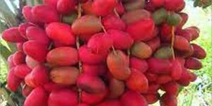 Fresh Red Dates