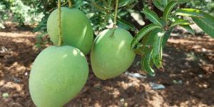 Banganapalli Mangoes